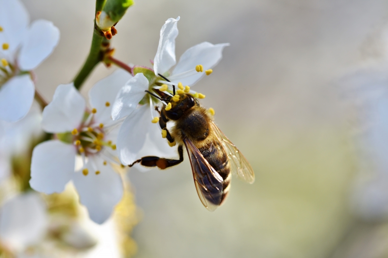 jardinerie-ST MARTIN DU VAR-min_bee-4092986